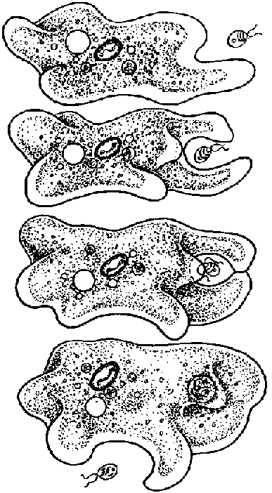 Amoebe: Phagocytose. Quelle: biodidac.