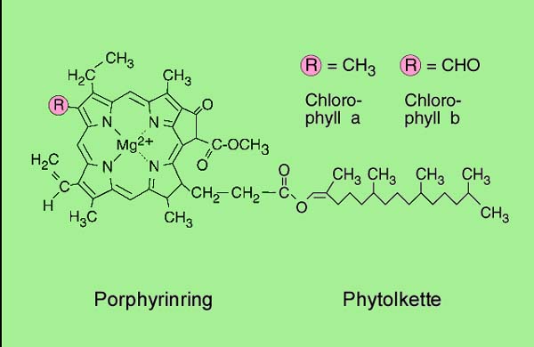 Chlorophyll