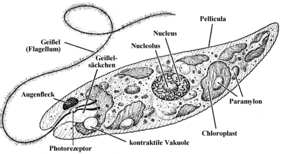 Euglena: die wichtigsten Zellorganellen. Quelle: biodidac.
