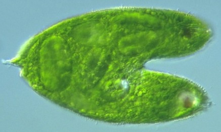 Euglena spirogyra: Längsteilung.