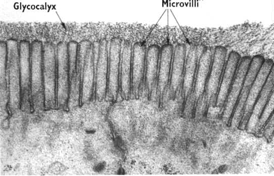 Glykokalyx auf den Mikrovilli von Darmschleimhautzellen