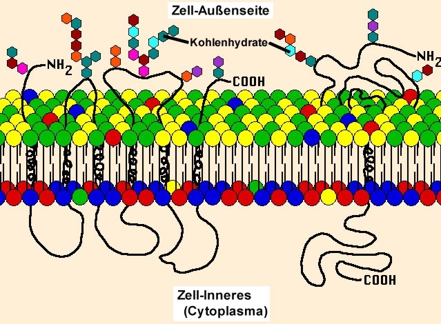 Bau der Zellmembran mit Glykokalyx auf der Aussenseite