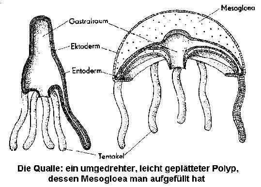 Qualle als umgedrehter Polyp. Nach R. Hesse und L. Doflein.