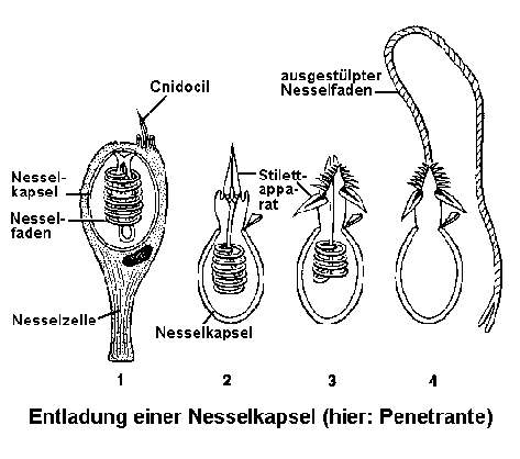 Eine Nesselkapsel (Penetrante) in Aktion. Nach R. Wehner und W. Gehring.