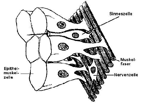 Die Faserbündel von Epithelmuskelzellen. Nach G. O. Mackie.