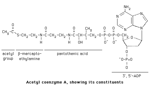 Structure of Acetyl CoA