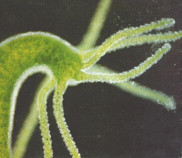 Hydra viridis